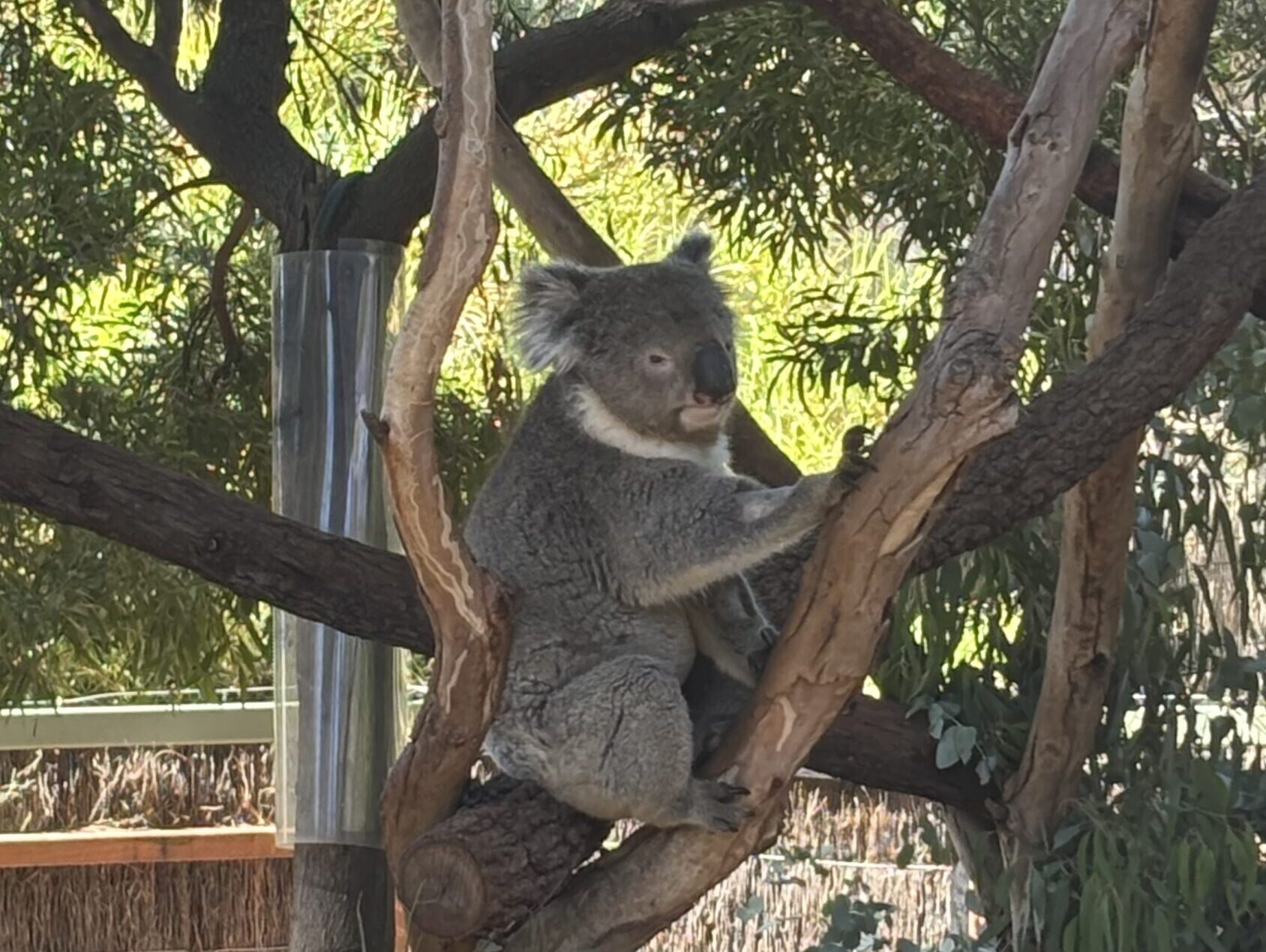 【留学体験談】英語への憧れから広がった世界：オーストラリアでの留学とワーキングホリデー体験
